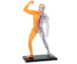 Anatomía Humana 3 En 1 - Mi Alegría*Mi Alegria mexico Discount