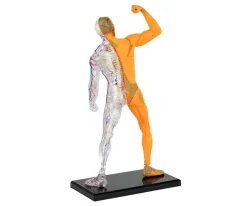 Anatomía Humana 3 En 1 - Mi Alegría*Mi Alegria mexico Discount
