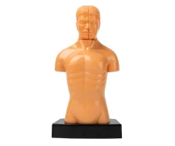 Torso Humano - Mi Alegría*Mi Alegria mexico Outlet